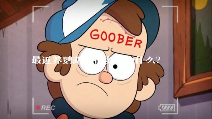 最近养鹦鹉的很多，为什么？