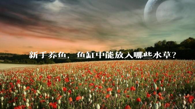 新手养鱼，鱼缸中能放入哪些水草？